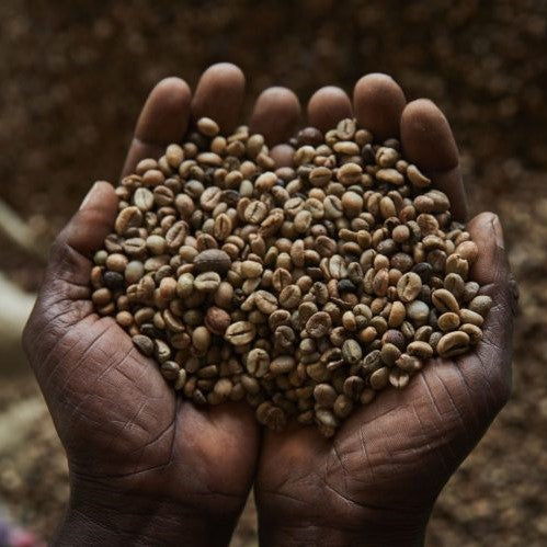 Kaffe, Te & Cascara